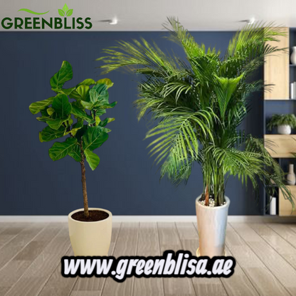 Air Purifying Bedroom Bundle in Ceramic Pots (white-black-others)