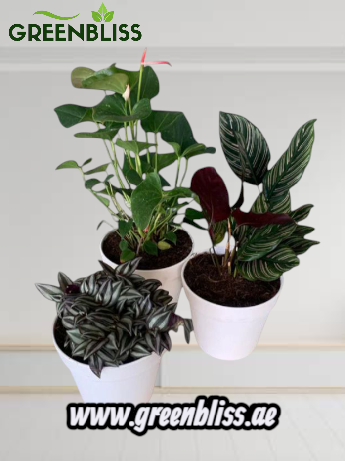Air Purifying Bundle 3plants with Ceramic Pots