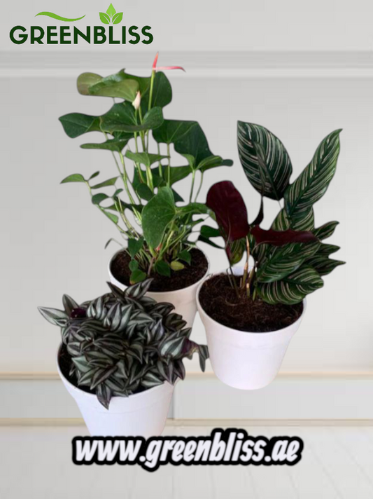Air Purifying Bundle 3plants with Ceramic Pots