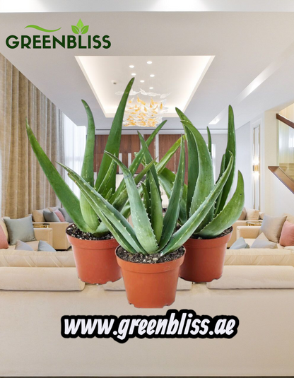 Aloe vera indoor 3 plants bundle