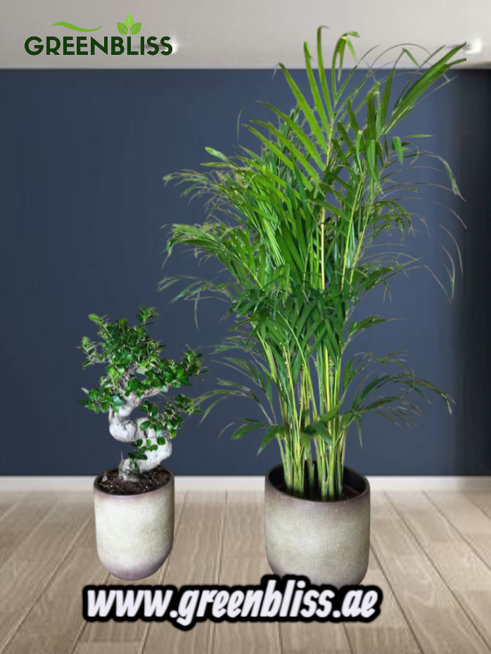 Areca and Bonsai Bundle in Beige Ceramic pot