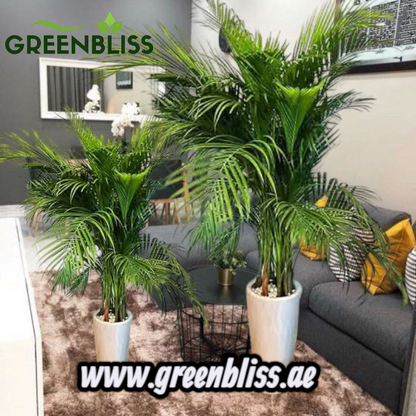 Areca Palm Big + Medium in Ceramic Pots (black-white)