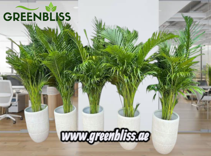 Areca Palm Holland 5pcs Office Plants Premium Bundle in Ceramic Pots