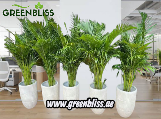 Areca Palm Holland 5pcs Office Plants Premium Bundle in Ceramic Pots