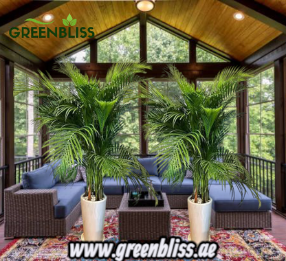 Areca Palm indoor 2 Plants with Ceramic (white-black)