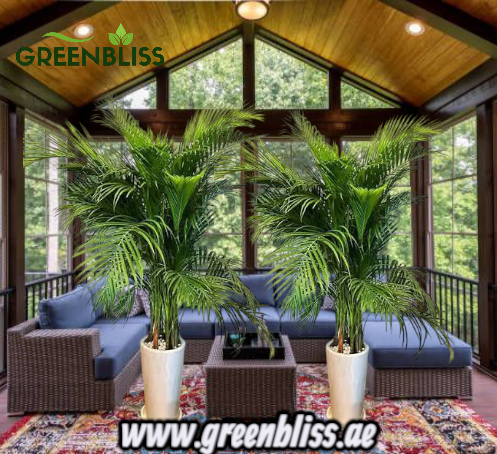 Areca Palm indoor 2 Plants with Ceramic (white-black)