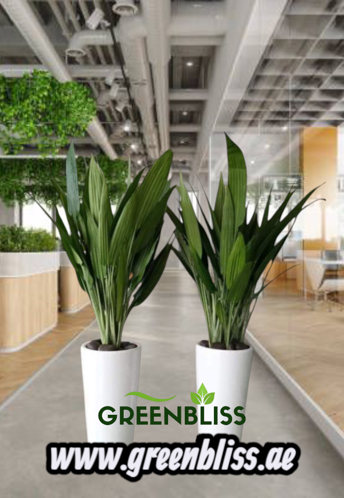 ASPIRADAS 2 Plants with Ceramic Pots (white-black)