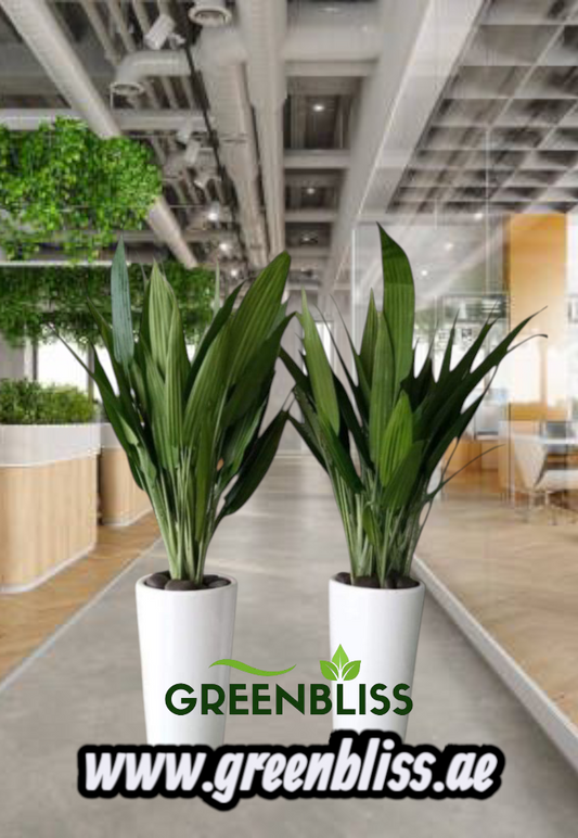 ASPIRADAS 2 Plants with Ceramic Pots (white-black)