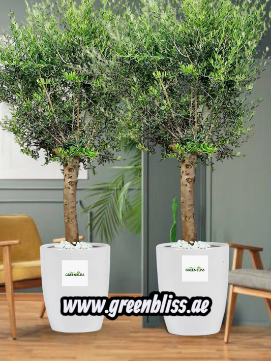 Big Olive Tree 2 Plants with Ceramic Pots
