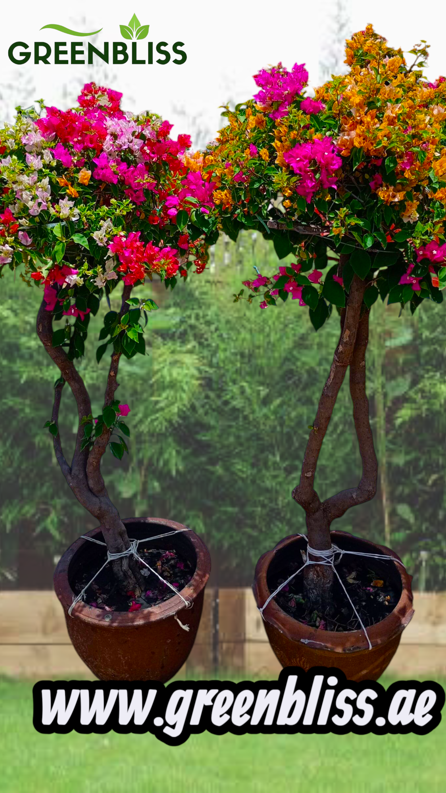 Bogainvellia one head 2 plants Bundle