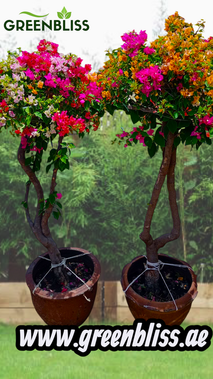 Bogainvellia one head 2 plants Bundle