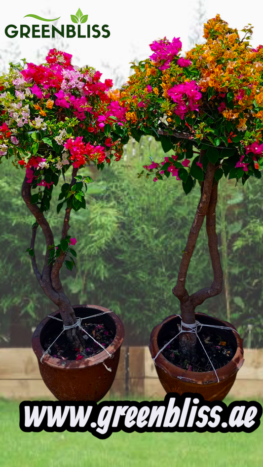 Bogainvellia one head 2 plants Bundle