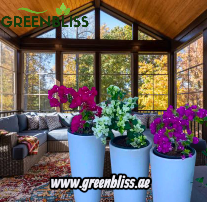 Bougainvillea bundle 3 plants with Ceramic Long Pots