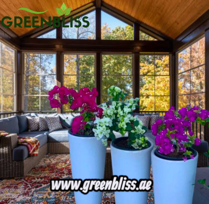 Bougainvillea bundle 3 plants with Ceramic Long Pots