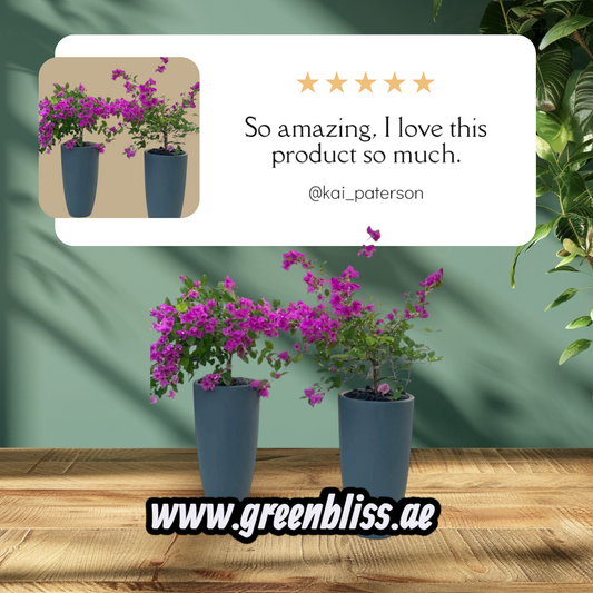Bougainvillea Alexandra  purple  Bundle in Long Ceramic Pots (WHITE-BLACK-OTHER COLORS)