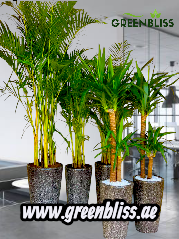 Bundle of 5 Plants indoor in Ceramic Pots (white-black)