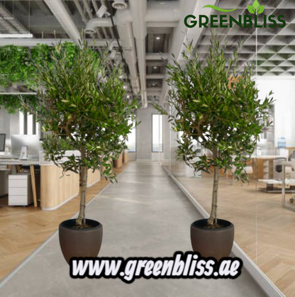 Bundle Olive 2 Plants with Ceramic Pots