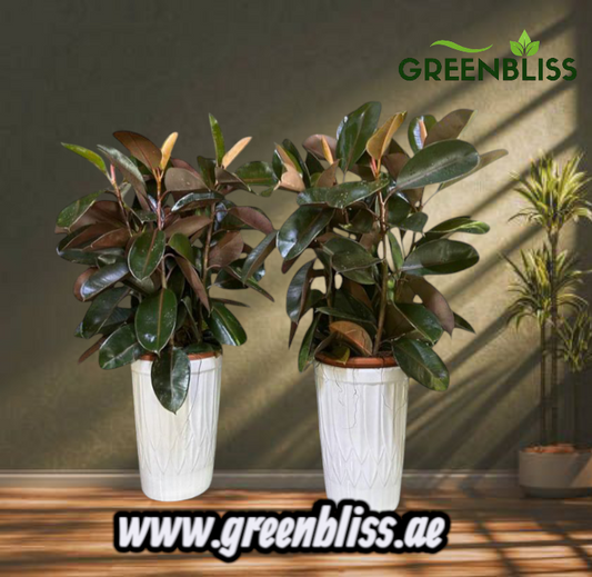 Bundle Rubber Plant (2pc) with Ceramic Pots