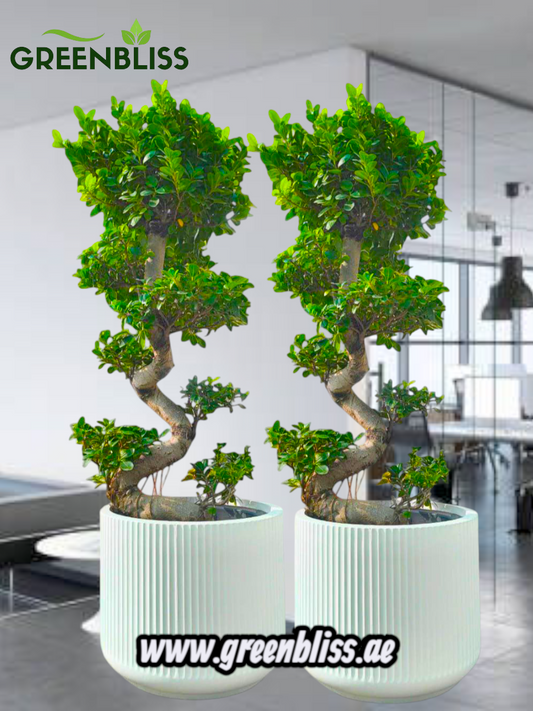 Indoor Ficus S bonsai bundle in ceramic pots white/black
