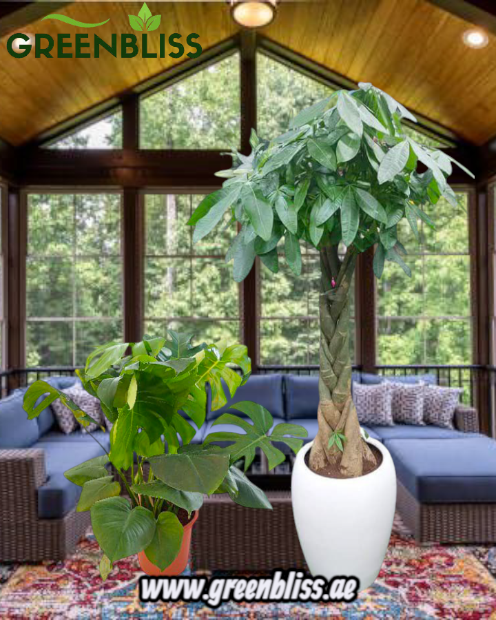 Indoor Holland plants Bundle in ceramic pots