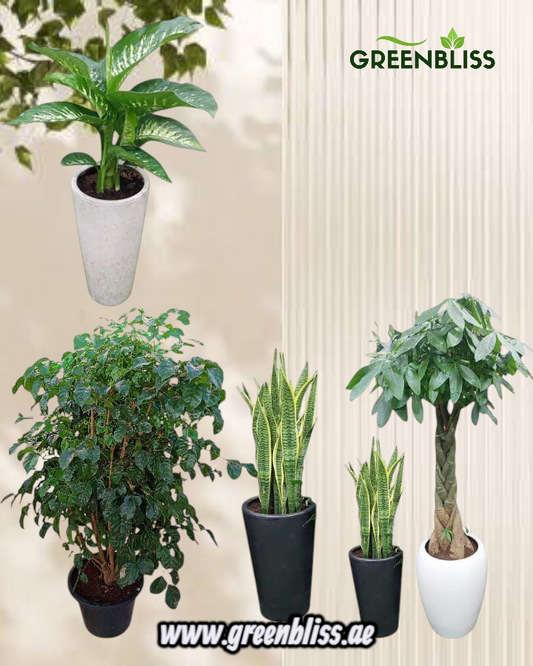 Indoor 5 plants bundle in ceramic pots best deal