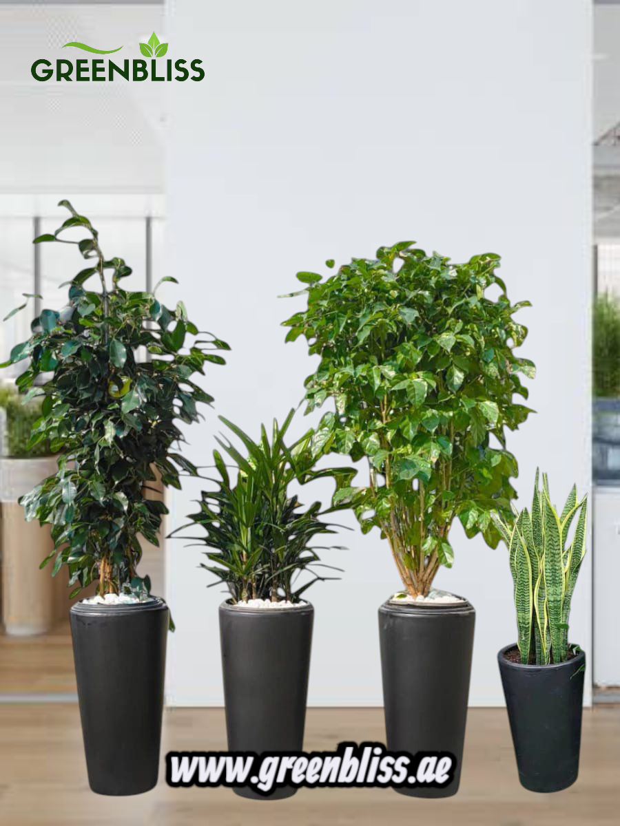 Indoor home office 4 plants Bundle Long ceramic pots