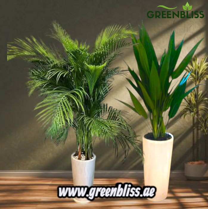 Indoor Plant Bundle Aspiradas and Areca Palm in Ceramic (white-black)
