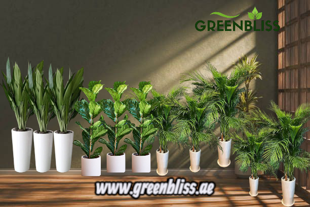 Office Deal 11pcs Indoor Plants Bundle in Ceramic (black-white)