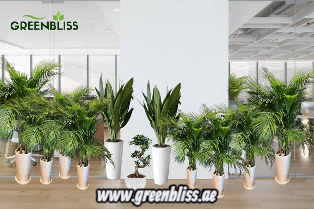 Office Plant 11 Holland Plants Bundle in Ceramic (Black-White)