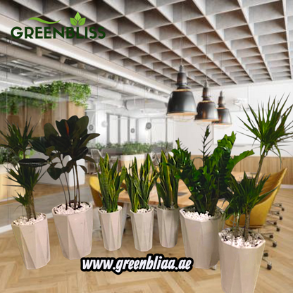 7plants Air Purifying Plants (7pcs) Bundle Deal