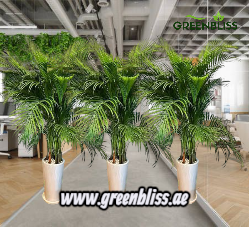 Office Plant 3 Areca Palm Bundle In Ceramic Pots (white -black)
