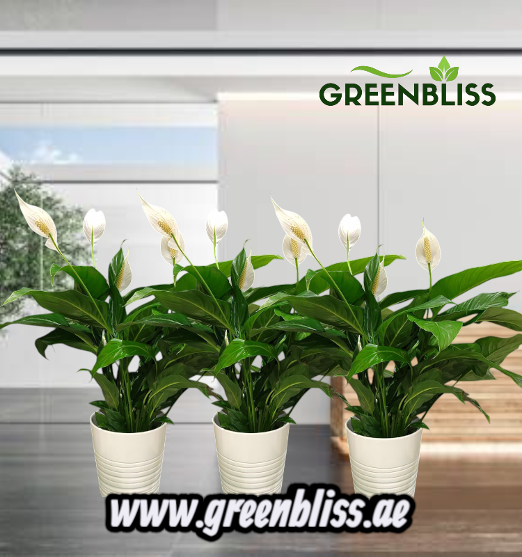 Office Plant 3 Peacelilly bundle for Office/Home with Ceramic Pots