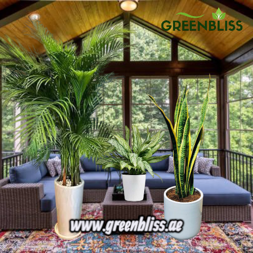 Office Plant 3pcs Bundle with Ceramic Pots