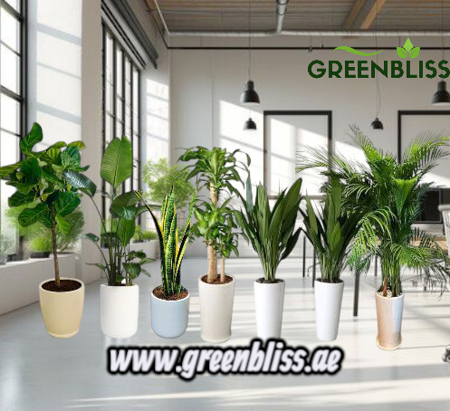 Office Plant Bundle (7pcs) in Ceramic Pots (white-Black)