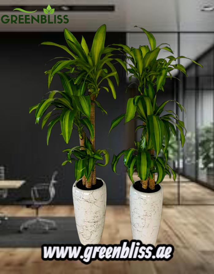 Office Plant Fortune Plant in Marble Ceramic Pots