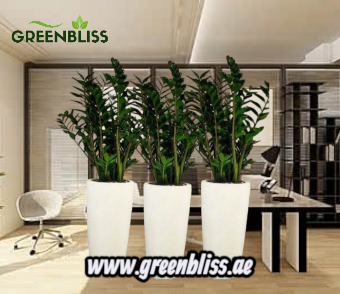 Office Plant Zizi in fiber pot Bundle (3pcs)