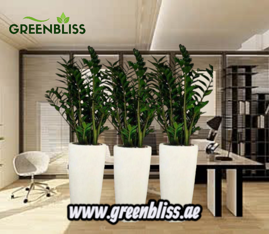 Office Plant Zizi in fiber pot Bundle (3pcs)