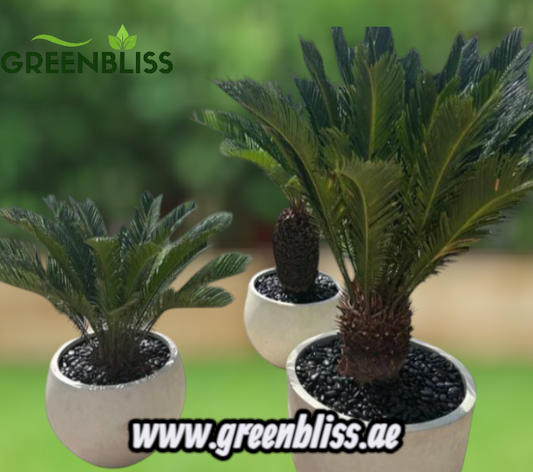 Outdoor Bundle 3 Sago Palm Premium in Fiber Pots