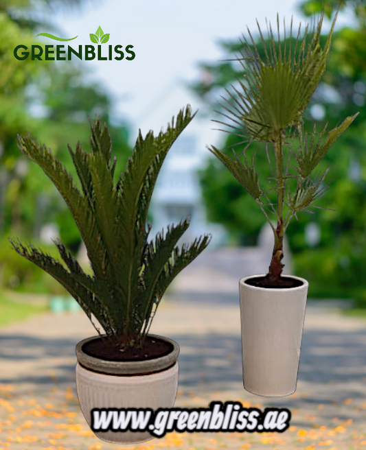 Outdoor Bundle Big Sago Palm + Washingtonia with Ceramic pots