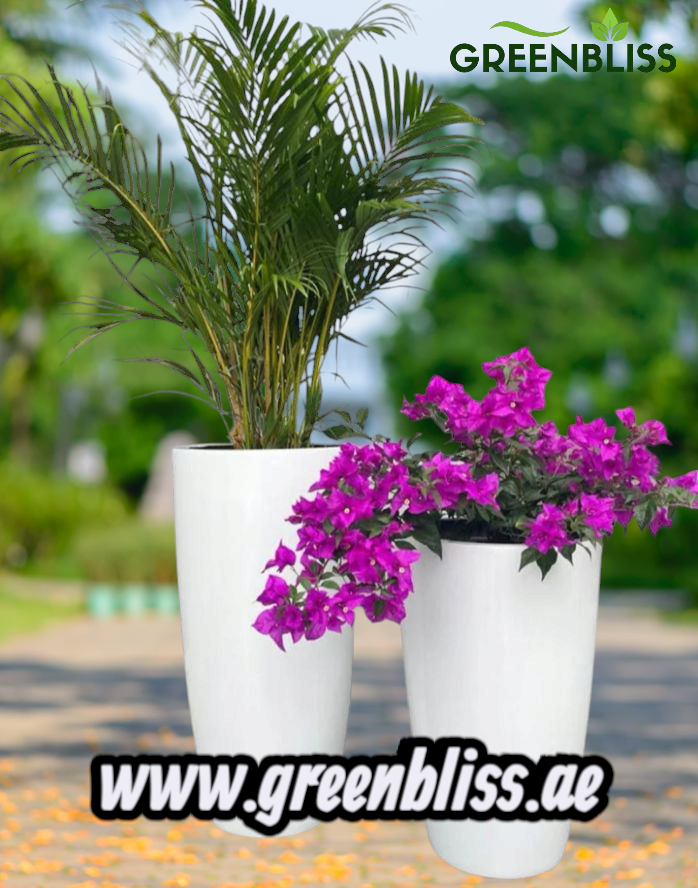 Premium Outdoor Bundle in white ceramic Pots (2plants)