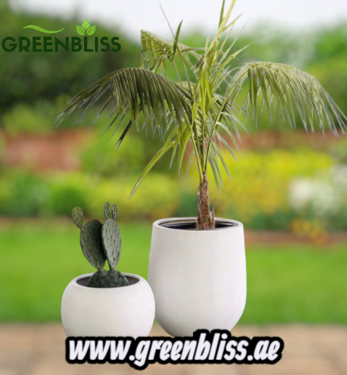 Outdoor 2 Plants Bundle (Coconut + Cactus) in Fiber Pots