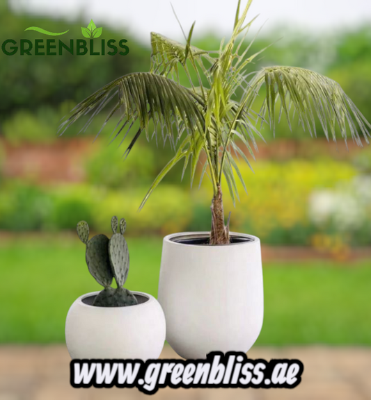 Outdoor 2 Plants Bundle (Coconut + Cactus) in Fiber Pots