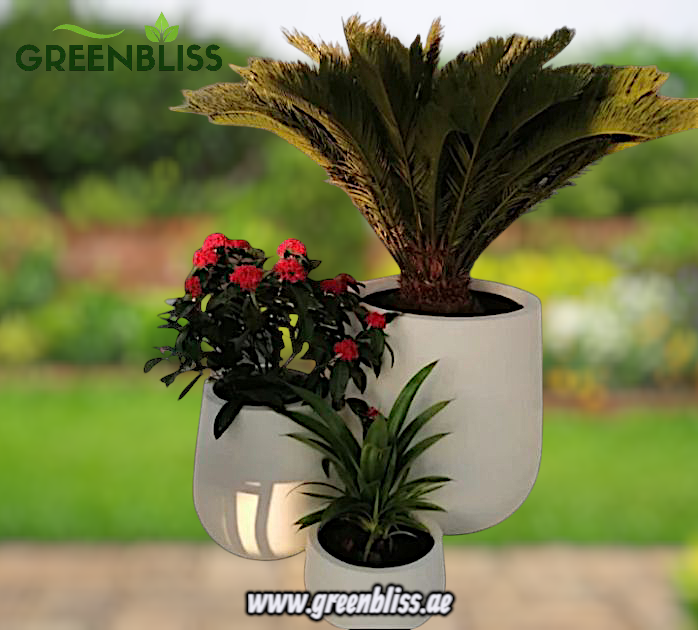 Outdoor Plants Bundle 3pc in fiber pots