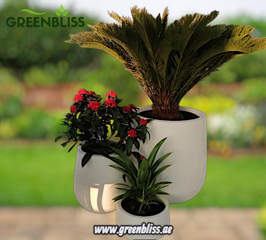 Outdoor Plants Bundle 3pc in fiber pots