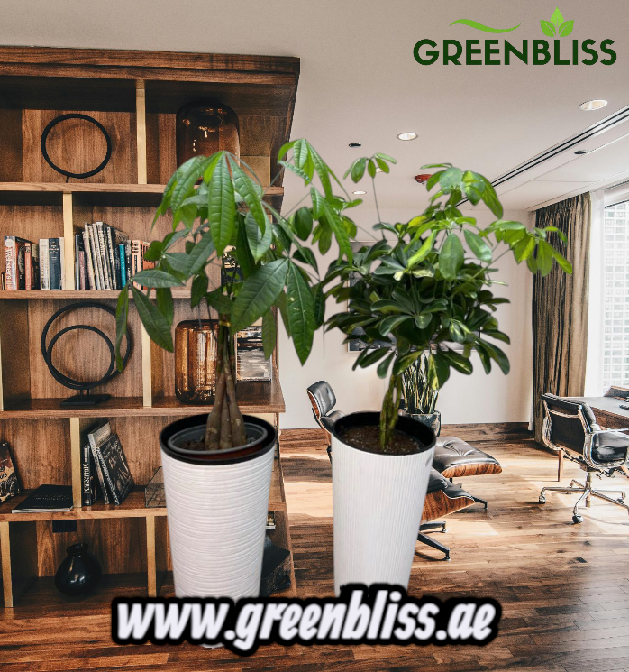 Pachira twisted +Scheflera Premium Bundle 2pc with Ceramic Pots