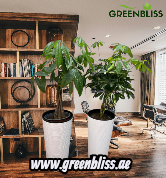 Pachira twisted +Scheflera Premium Bundle 2pc with Ceramic Pots