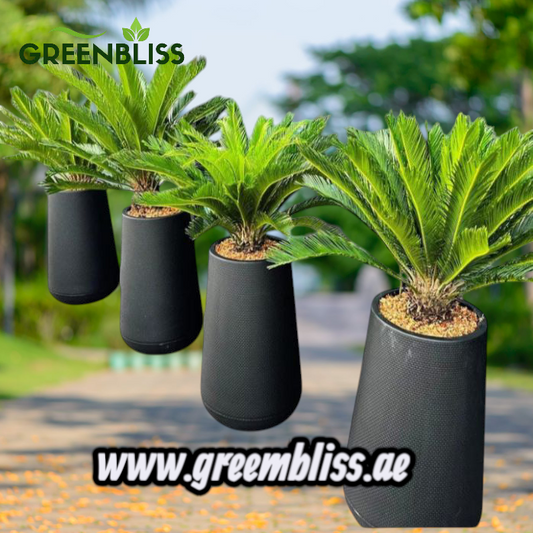 Sago Palm 4Plants Premium Bundle with Black Ceramic Pots Long