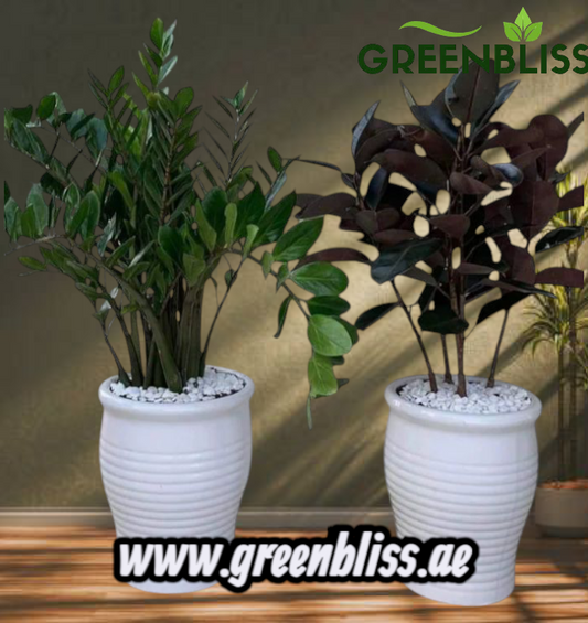 Zizi + Rubber Plant Bundle in Ceramic Pots (white-Black)