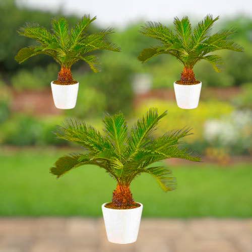 Cycas Revoluta, Sago Palm, outdoor 3 plants bundle white ceramic pot