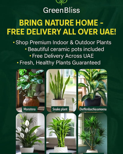 Indoor 6 Air-Purifying Bundle stylish ceramic pots